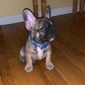 Meet your Posher, Max